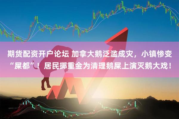 期货配资开户论坛 加拿大鹅泛滥成灾，小镇惨变“屎都”！居民掷重金为清理鹅屎上演灭鹅大戏！