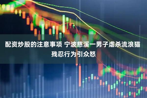 配资炒股的注意事项 宁波慈溪一男子虐杀流浪猫 残忍行为引众怒